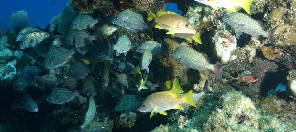 Fish Swimming in Cayman Brac