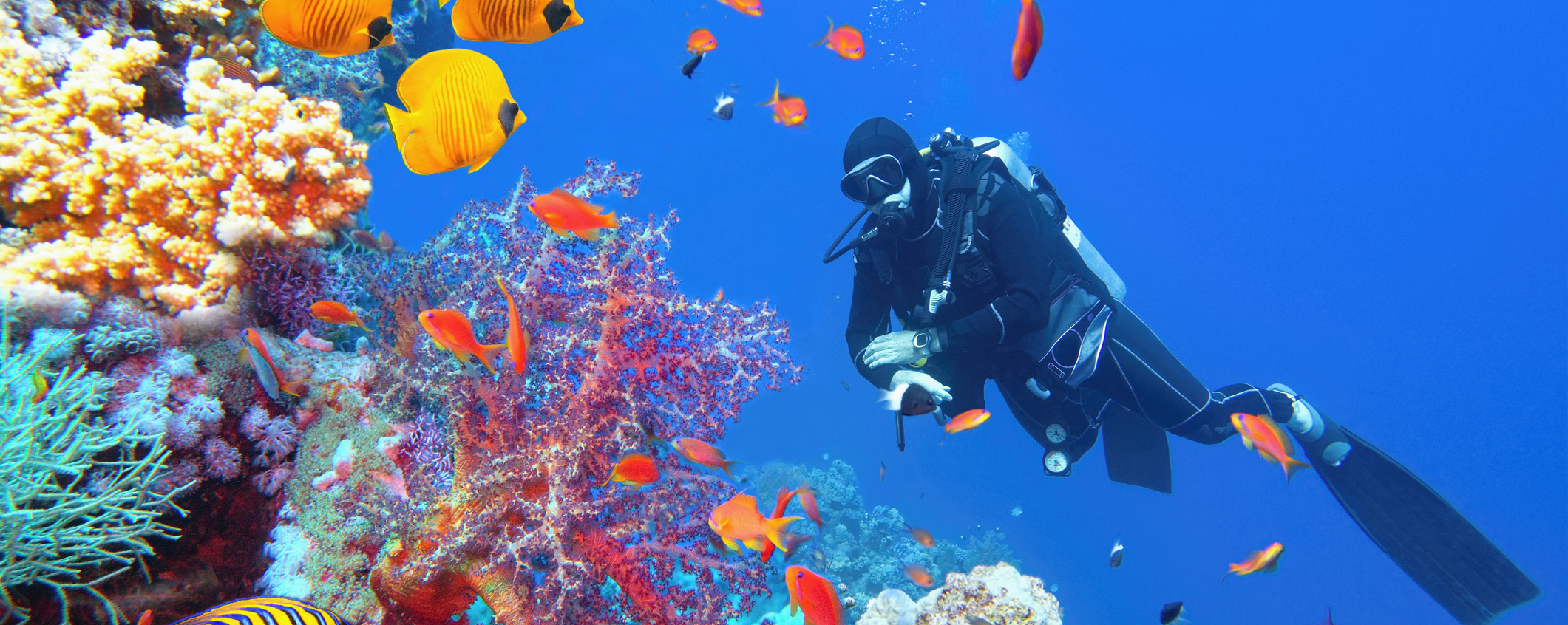 Scuba diver near beautiful coral reef surrounded with shoal of colorful coral fish and butterfly fish