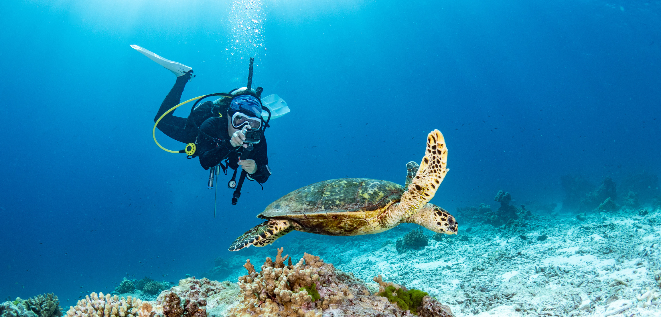 Female scuba diver taking a photo of Hawksbill Turtle swimming over coral reef in the blue sea.