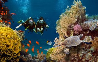 couple scuba diving in ocean reef-a1 scuba