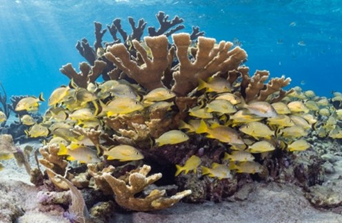 Underwater in Cuba