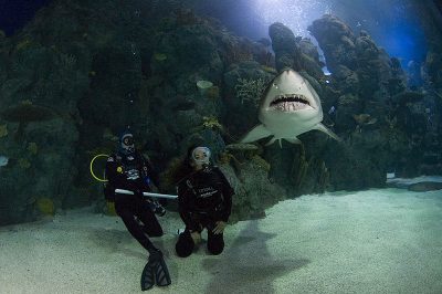 Dive With The Sharks | Dive the Downtown Aquarium with A-1 Scuba